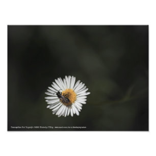 Impression Photo Abeille cosmopolite