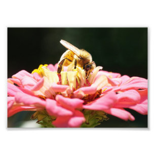 Impression Photo Abeille de miel mignonne sur une fleur rose de Zin