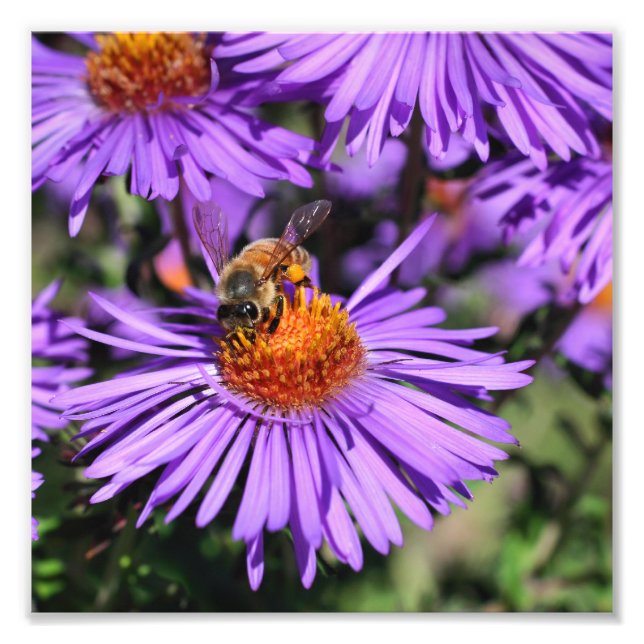 Impression Photo Abeille De Miel Sur Fleur D'Aster Violet 8x8 (Devant)