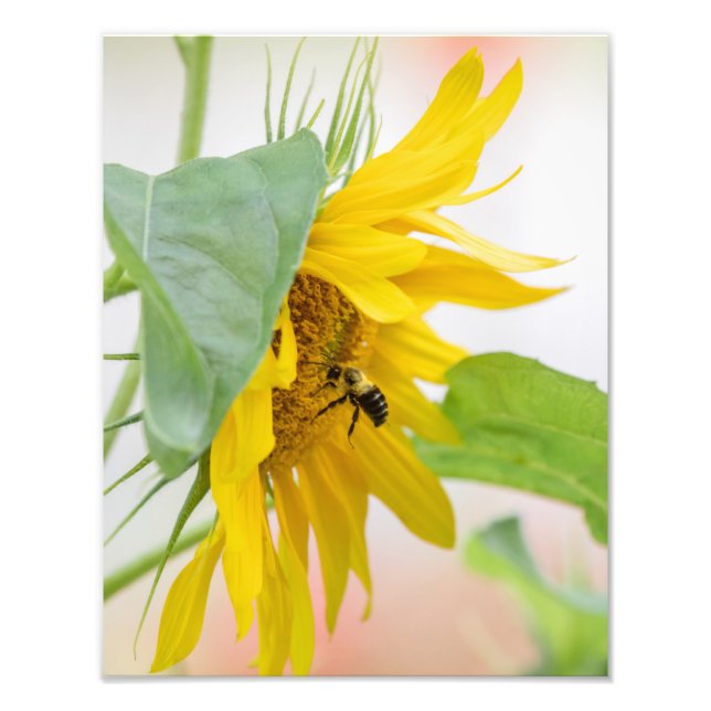 Impression Photo Abeille Et Tournesol (Devant)