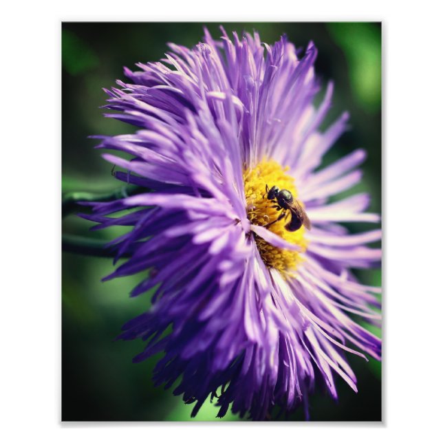 Impression Photo Abeille minuscule sur Fleur marguerite violette Fe (Devant)