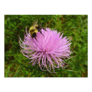 Impression Photo Abeille sur fleur de chardon Nature