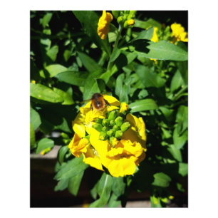Impression Photo Abeille sur Fleurs Jaunes