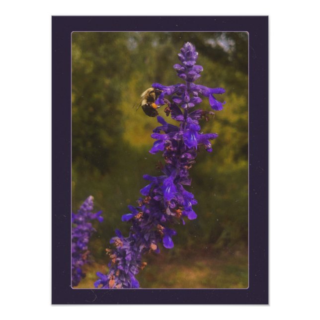 Impression Photo abeille sur lavande  (Devant)