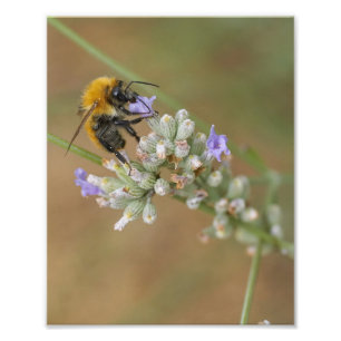 Impression Photo Abeille sur Lavender