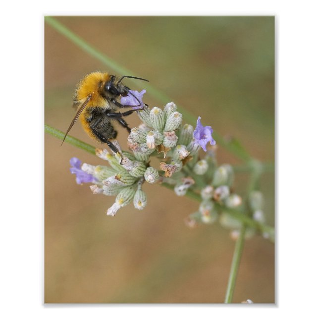 Impression Photo Abeille sur Lavender (Devant)