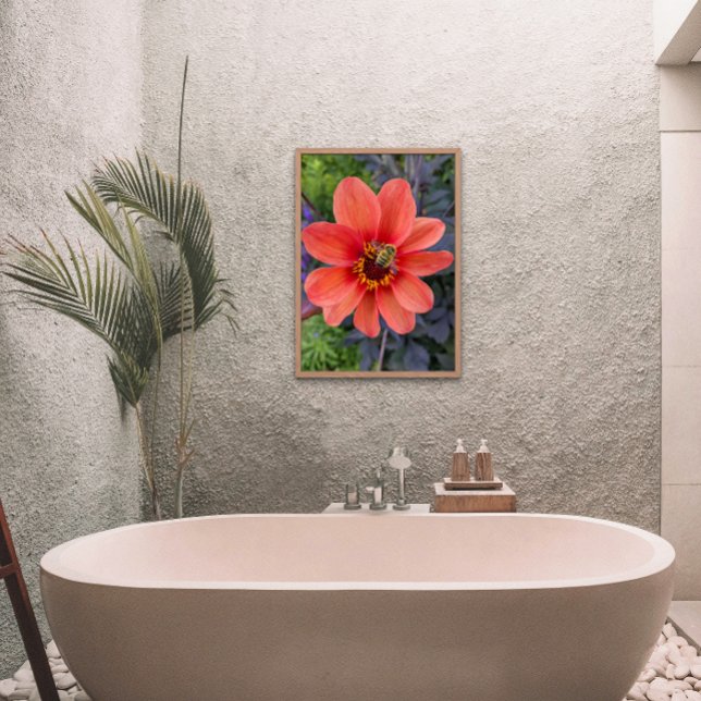 Impression Photo Abeille sur Orange Dahlia Floral (In Situ Framed)