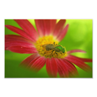 Impression Photo Abeille verte sur marguerite peinte