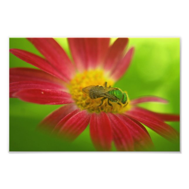 Impression Photo Abeille verte sur marguerite peinte (Devant)