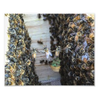 Impression Photo Abeilles de miel tenant la main
