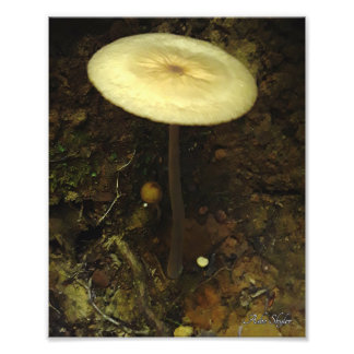 Impression Photo Abri