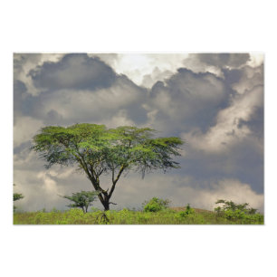 Impression Photo Acacia tortilis, Acacia tortilis, et