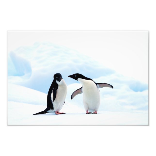 Impression Photo Adelie Penguins (Devant)