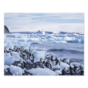 Impression Photo Adelie Penguins Pygoscelis adeliae