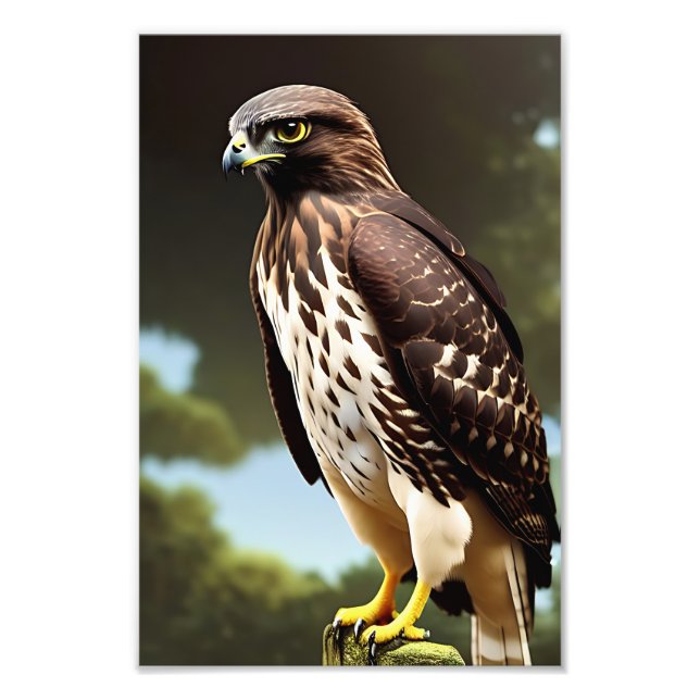 Impression Photo affiche d'art de faucon (Devant)