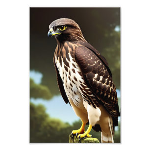 Impression Photo affiche d'art hawk