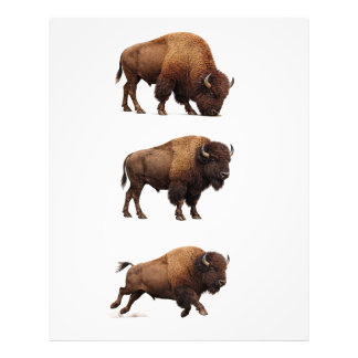 Impression Photo Affiche d'art mural de la faune de bison