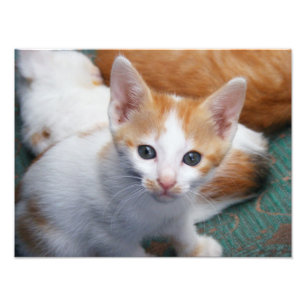 Impression Photo Affiche de chaton mignon orange et blanc