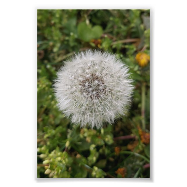 Impression Photo Affiche de Dandelion (Devant)