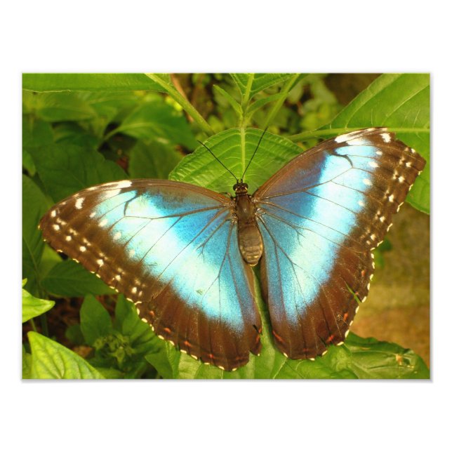 Impression Photo Affiche de papillon bleu et noir magnifique (Devant)