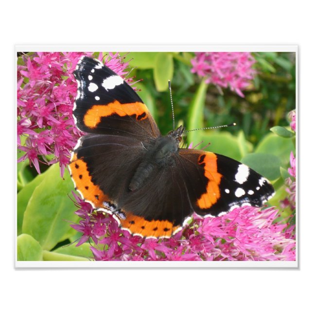 Impression Photo Affiche de papillon orange noir et blanc (Devant)