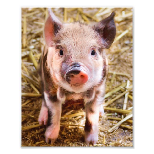 Impression Photo Affiche de petit cochon mignon (Devant)