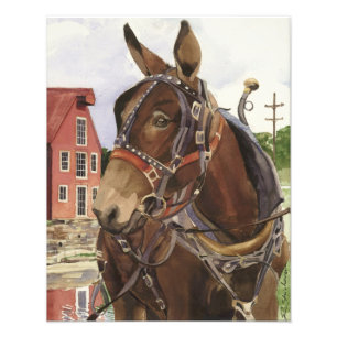 Impression Photo Affiche de photo, mule