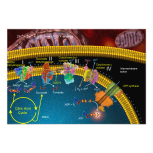 Impression Photo Affiche de transport électronique