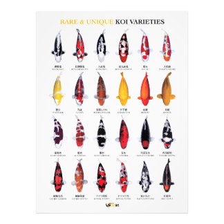 Impression Photo Affiche de variétés rares et uniques de koïs