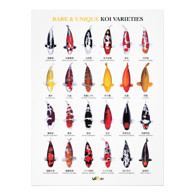 Impression Photo Affiche de variétés rares et uniques de koïs (Devant)