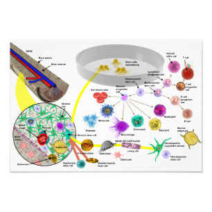 Impression Photo Affiche des cellules souches hématopoïétiques
