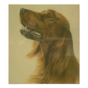 Impression Photo Affiche personnalisable d'art de poseur irlandais