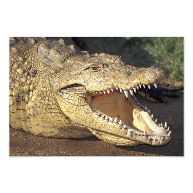 Impression Photo Afrique, Afrique du Sud crocodile du Nil (Devant)