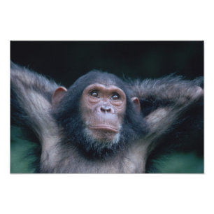 Impression Photo Afrique, Afrique orientale, Tanzanie, Gombe Nation