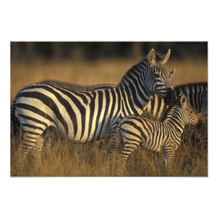 Impression Photo Afrique, Kenya, Réserve de gibier Masai Mara. Plai