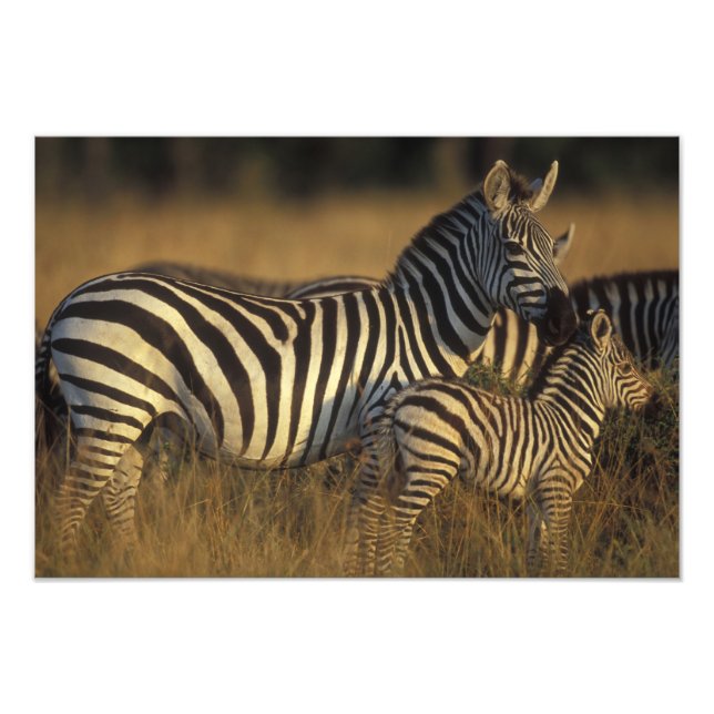 Impression Photo Afrique, Kenya, Réserve de gibier Masai Mara. Plai (Devant)