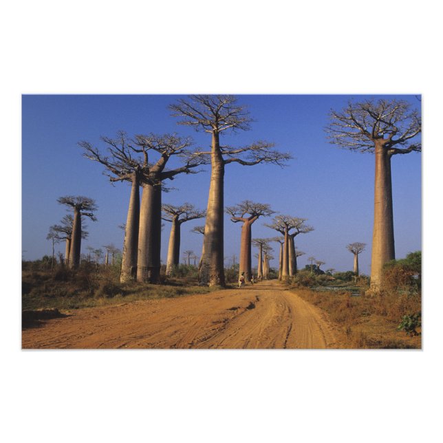 Impression Photo Afrique, Madagascar, Morondava, Avenue des Baobabs (Devant)
