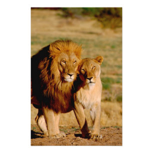 Impression Photo Afrique, Namibie, Okonjima. Lion & Lion