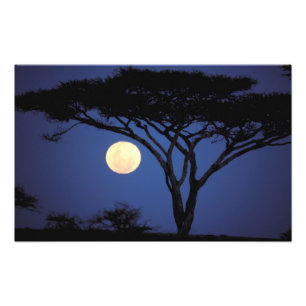 Impression Photo Afrique, Tanzanie, Tarangire. Arbre acacia dans