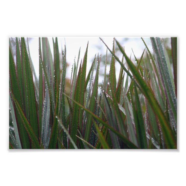 Impression Photo After the rain (Devant)