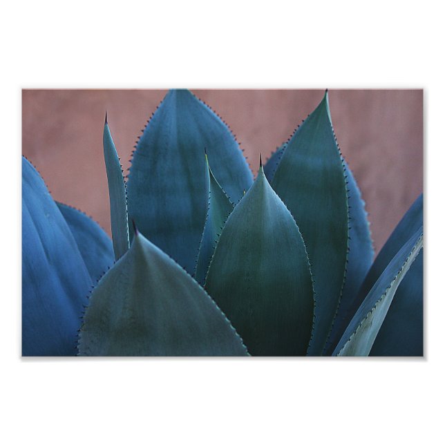 Impression Photo Agave cactus 02 (Devant)