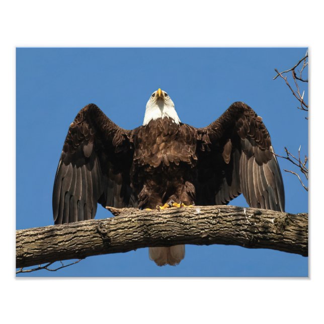 Impression Photo Aigle (Devant)