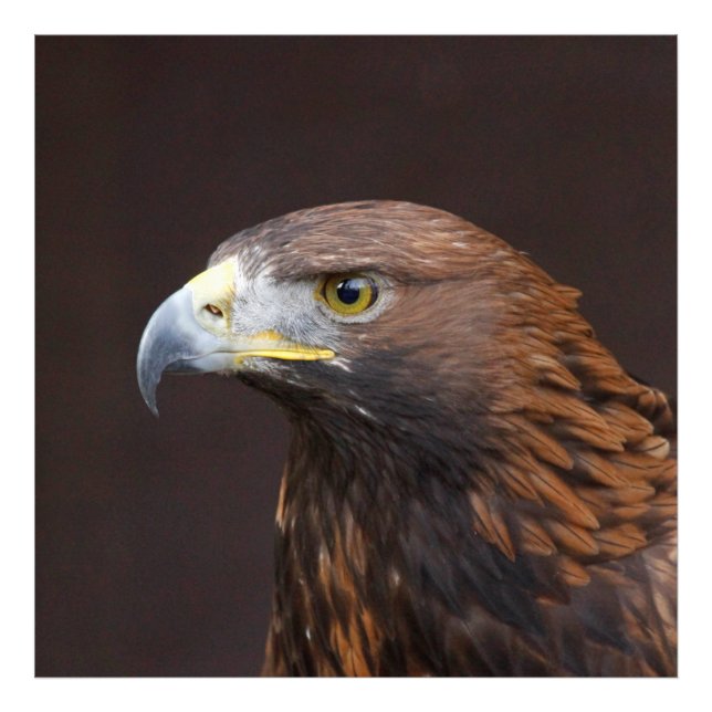 Impression Photo Aigle002 (Devant)