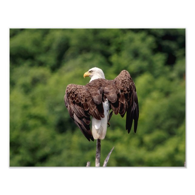 Impression Photo Aigle 11x14 sur une branche (Devant)