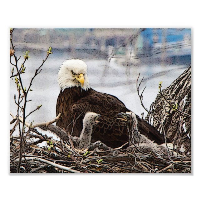 Impression Photo Aigle à tête blanche adulte avec aigle (Devant)