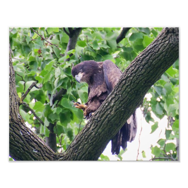 Impression Photo Aigle à tête blanche juvénile (Devant)