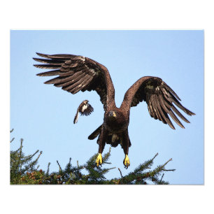 Impression Photo Aigle à tête blanche juvénile décollant