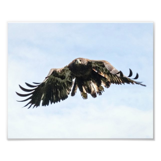 Impression Photo Aigle à tête blanche juvénile en vol (Devant)