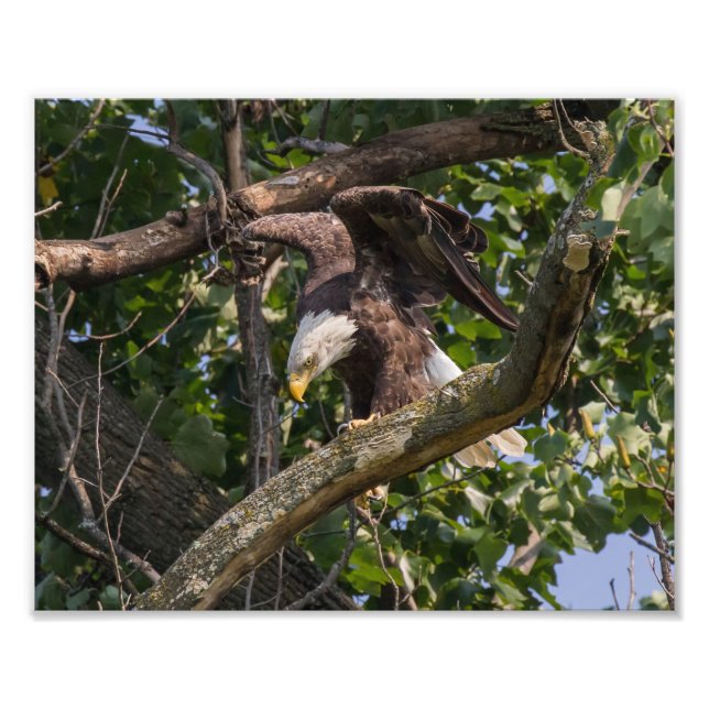 Impression Photo Aigle à tête plate (Devant)