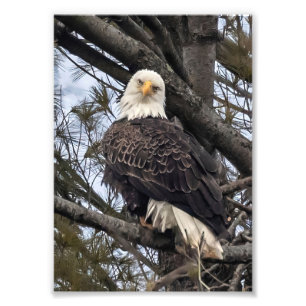 Impression Photo Aigle Bald Me Regardant